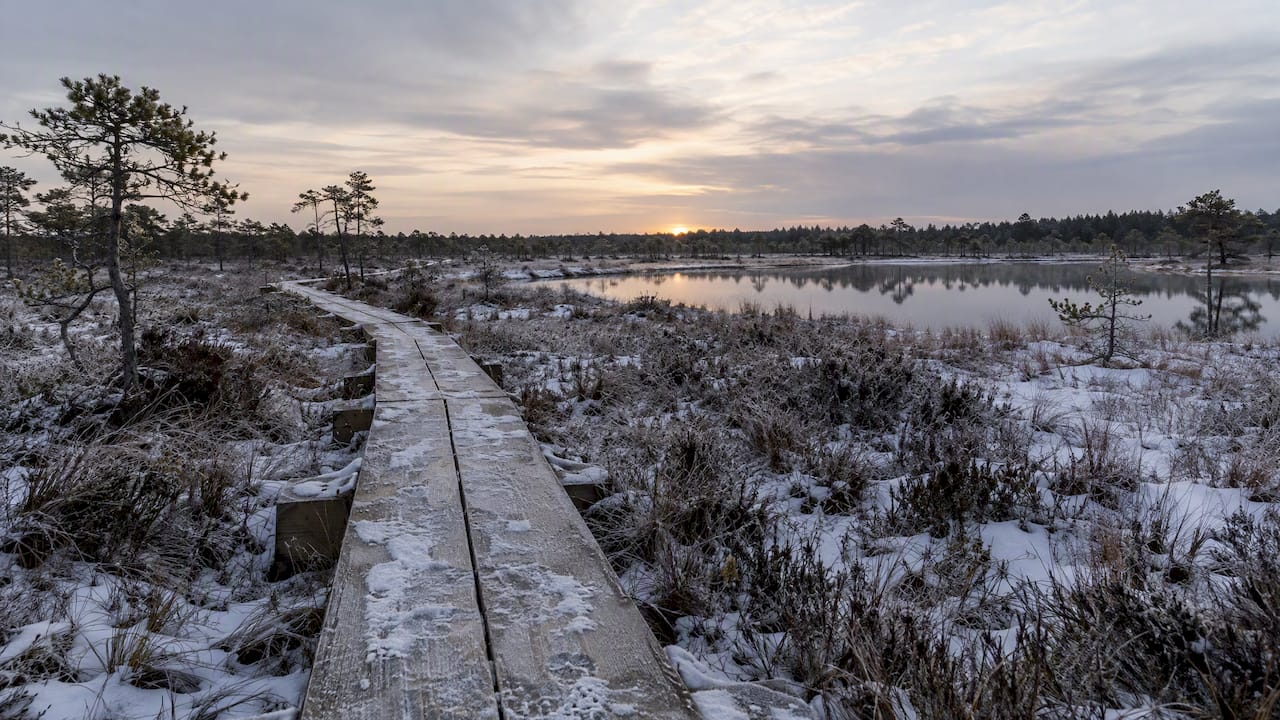 Frosted bog boardwalk at winter dawn
